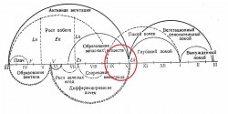 Годичный цикл развития винограда.jpg