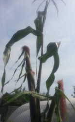 Черная перуанская кукуруза 2017.jpg