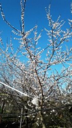 крона сеянца от абрикоса 1997 года на 7  мая 2019 года видна киперная лента, которой привязана вершина ствола абрикоса из Болгарии, чтобы не сгибалась от плодов до земли.jpg