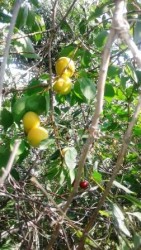 абрикос Серафим плоды на ветках.jpg