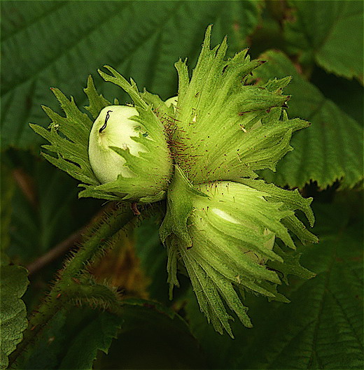 2_Corylus.jpg