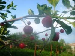 сеянец вишни черешенки ягоды 29 июня 2015 г.JPG