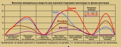 график корневой подкормки винограда за сезон.jpg