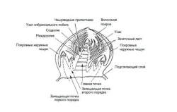 Глазок 1.png