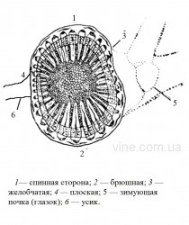 поперечный разрез лозы.jpg