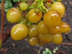 IMG_9881.JPG