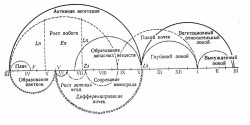 Годичный цикл развития винограда.jpg