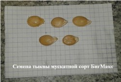 1. Семена БигМакс.JPG