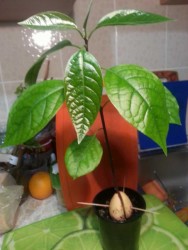 экзотика дома авокадо из косточки.jpg