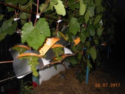 DSCN7551.JPG