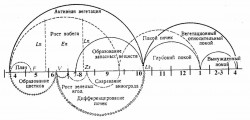 Годичный цикл развития винограда по Уралу Схема .jpg