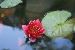 IMG_6583.JPG