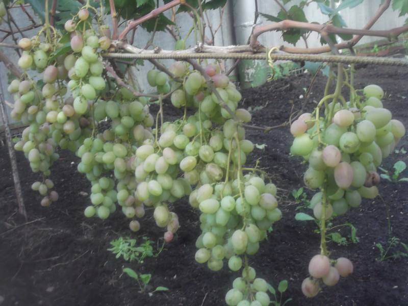 Атлант Запорожский.DSCF0232.JPG