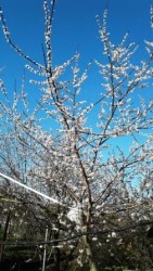 крона сеянца от абрикоса 1997 года на 7  мая 2019 года видна киперная лента, которой привязана вершина ствола абрикоса из Болгарии, чтобы не сгибалась от плодов до земли.jpg