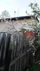 Слива дичка, , ушедшая стволом к соседям под воздействием разрастающейся кроны сеянца груши из НИИПОК. Цветение на 9 мая 2019 г.jpg