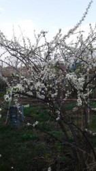 слива сеянец из Белгородской обл Урожайный поспевает в июле Вес плодов 25 гр. Цветение на 9 мая 2019 г.jpg