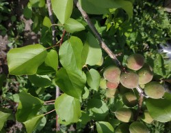 Сложный гибрид из Минусинска, лист на дереве.jpg