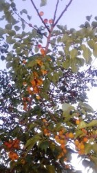 абрикос сеянец от абрикоса с 1997 г урожайность на 23 июля 2019 г.jpg