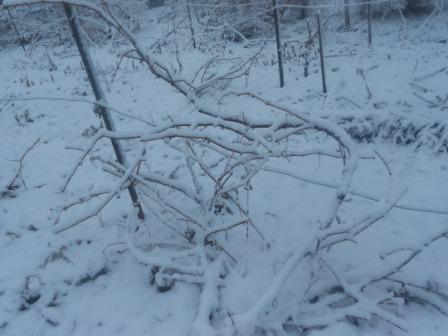 снежная купель винограда.JPG