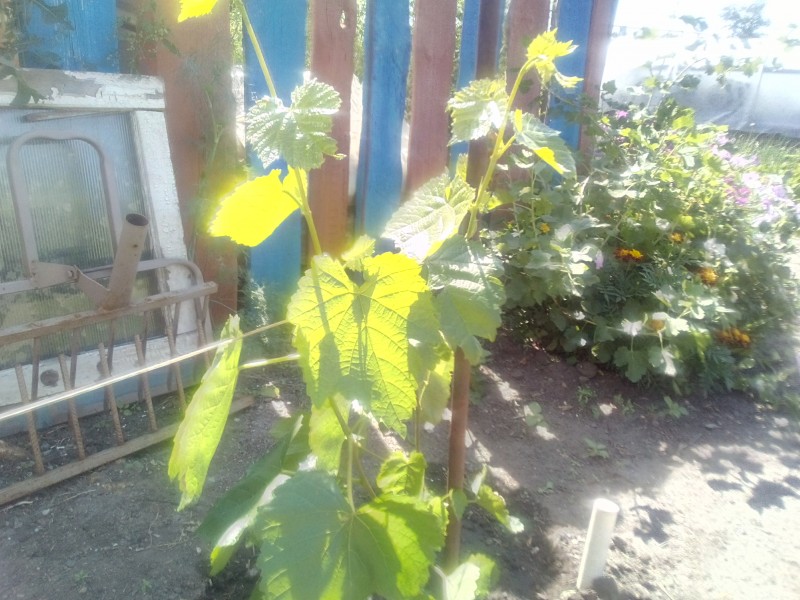 IMG_20200806_100106.jpg