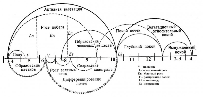 Годичный цикл развития винограда по Уралу Схема .jpg