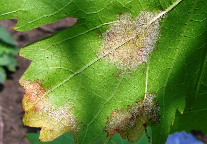 pests.downy-mildew-of-grapevine.00.jpg