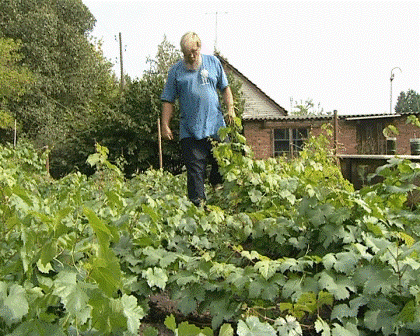 школка саженцев винограда сентябрь 2010г..gif