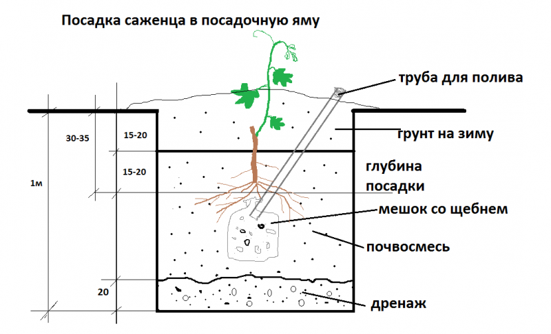 посадка саженца.png