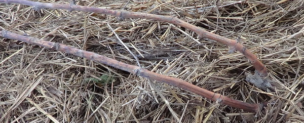 DSC00035.JPG