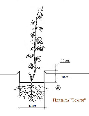 Схема посадки в траншею..PNG