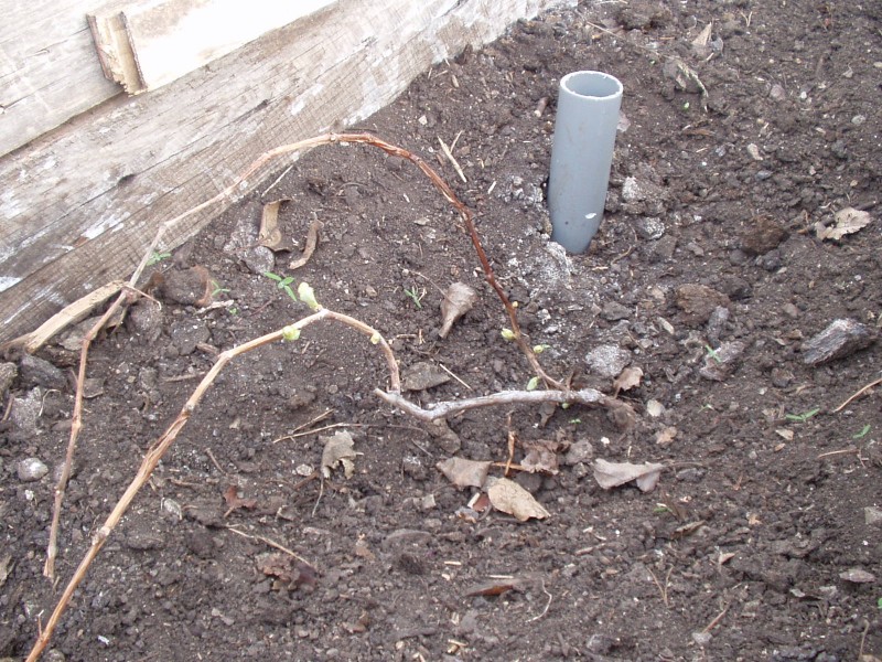 P1010047.JPG