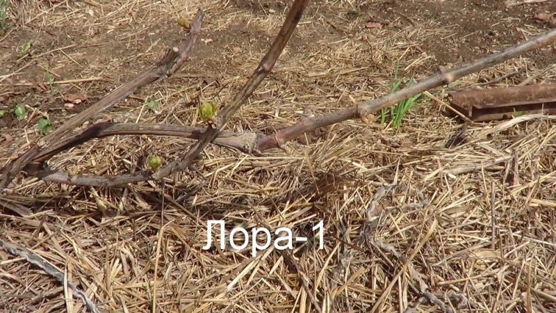 DSC00074.JPG