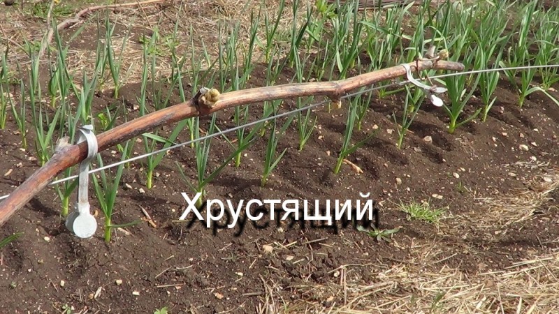 DSC00080.JPG