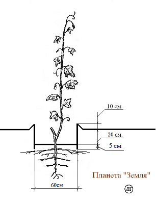 Схема посадки в траншею..PNG