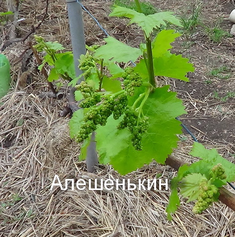 DSC00174.JPG