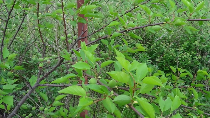 DSC00170.JPG