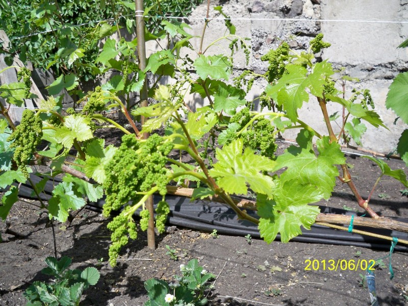 100_4462.JPG