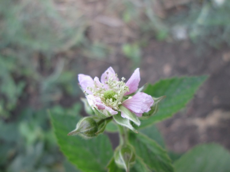Canon 2013 035.jpg