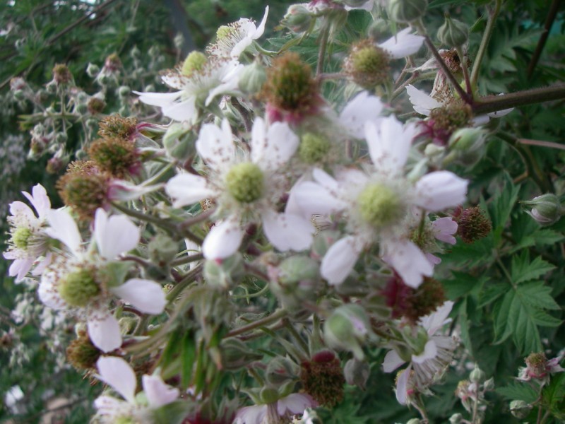 Плодовая кисть1.jpg
