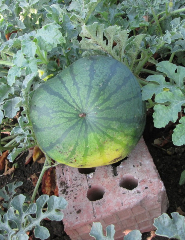 Canon 2013 074.jpg