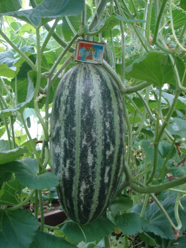 DSC00466.JPG