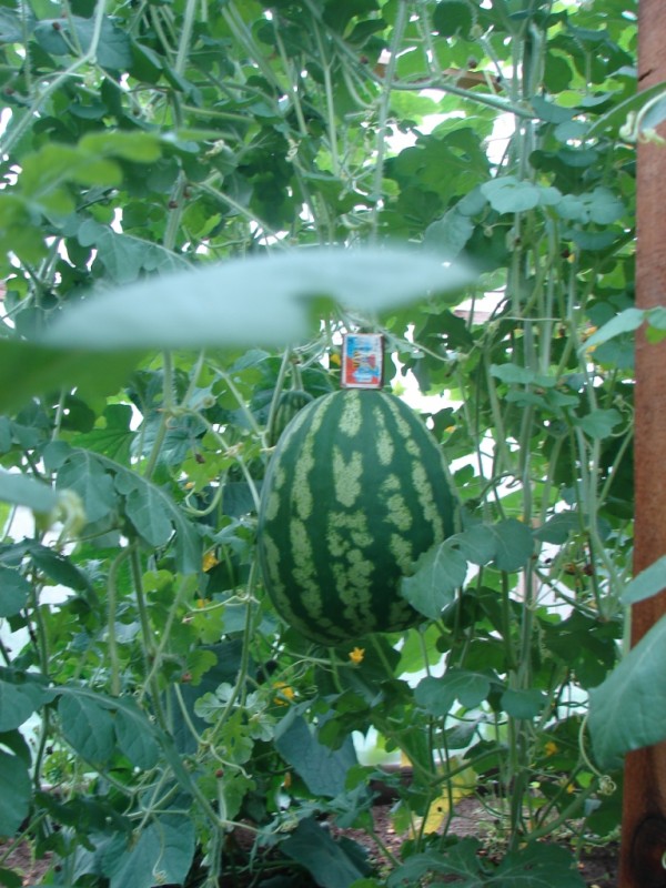 DSC00467.JPG