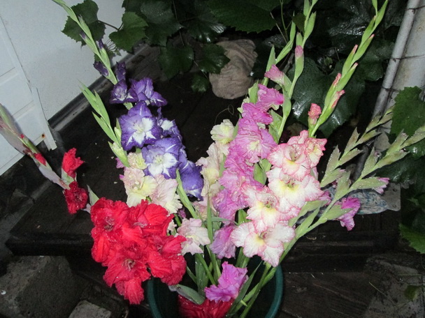 Canon 2013 302.jpg