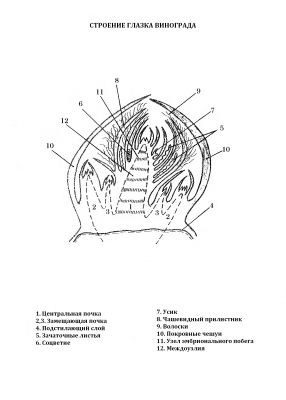 Схема глазка винограда.png