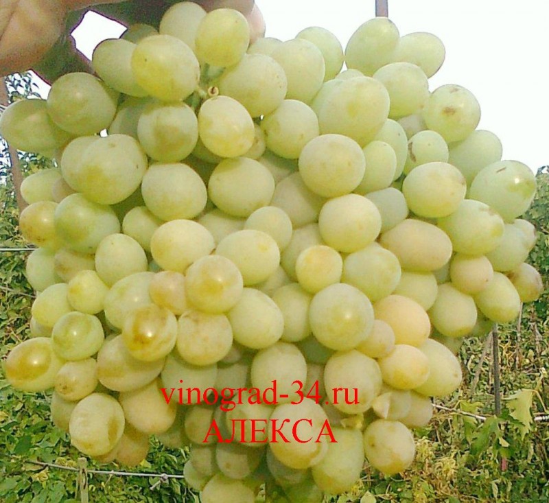 1aleksa.jpg