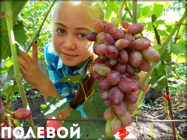 Полевой.jpg