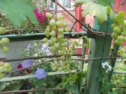 Светлана.JPG