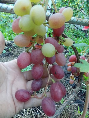 СИМПАТИЯ.JPG