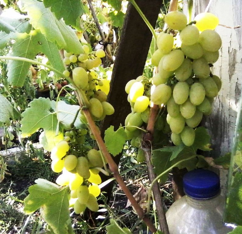 Тимур ( видно горошение) 09-08-12г.jpg