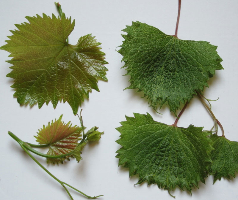 herbicid_03.jpg